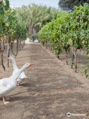 Bosco de Medici Winery