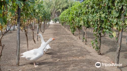 Bosco de Medici Winery