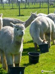 Argentonnay Alpaca Farm