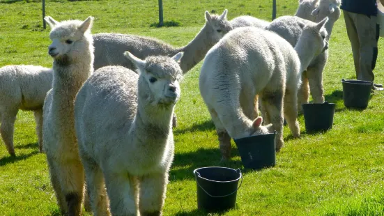 Argentonnay Alpaca Farm