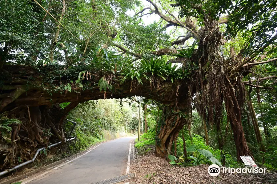 Arch of the Banyan Tree