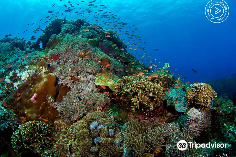 Bali Diving Academy Lembongan