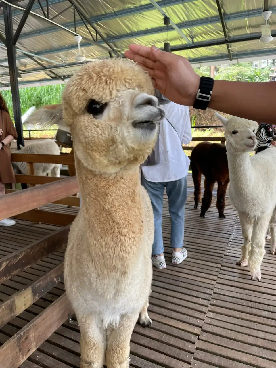 4_The Sheep Sanctuary
