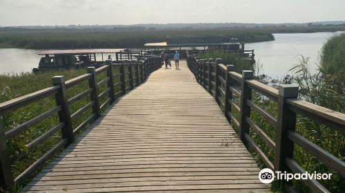 Saint Lucia Estuary