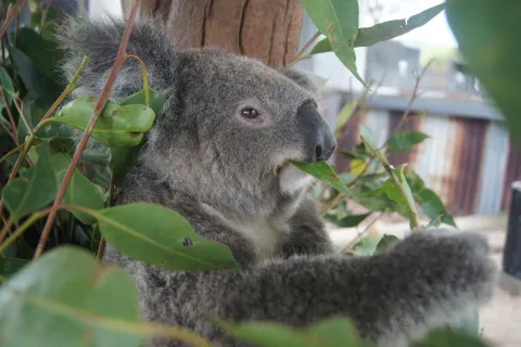Hunter Valley Wildlife Park