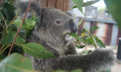 Hunter Valley Wildlife Park
