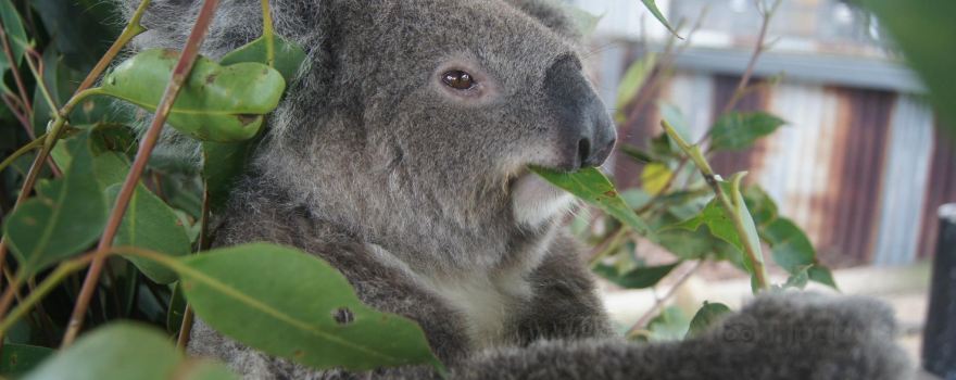 Hunter Valley Wildlife Park