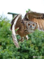 Suffolk Owl Sanctuary