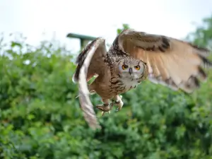 Suffolk Owl Sanctuary