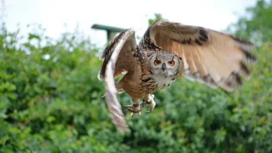 Suffolk Owl Sanctuary