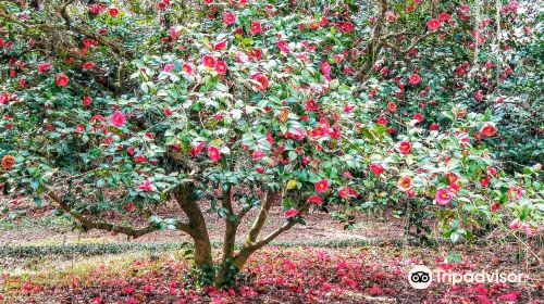 Alfred B. Maclay Gardens State Park