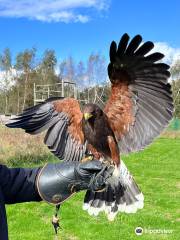 Xtreme Falconry at Dorset Falconry Park