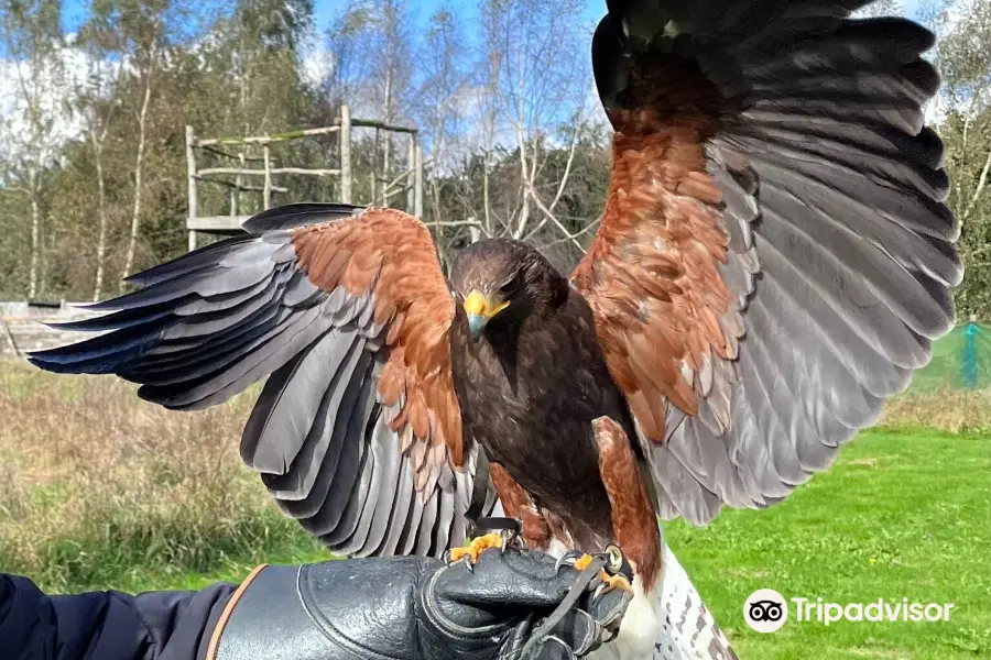 Xtreme Falconry at Dorset Falconry Park