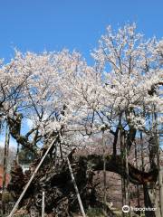 Yamataka Jindai Cherry Blossom