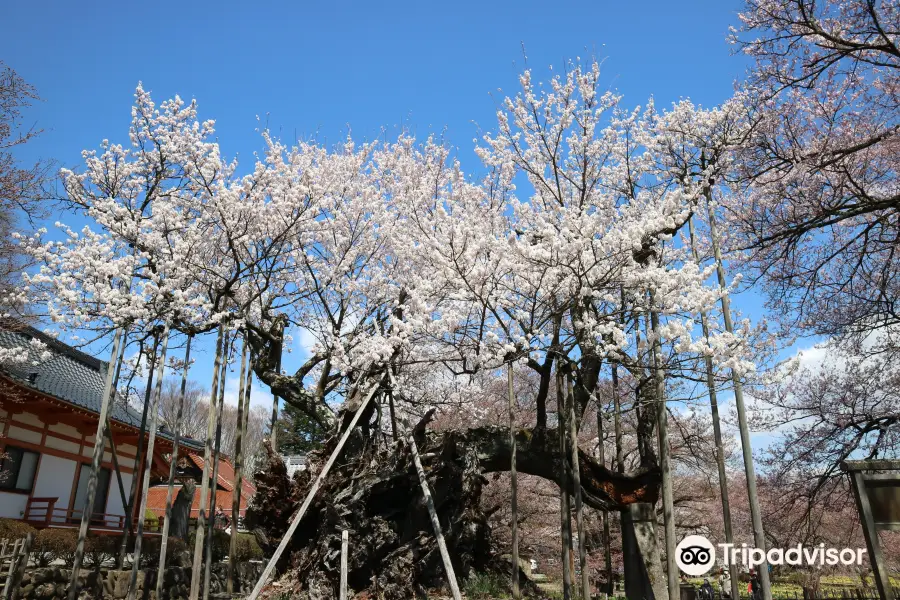 Yamataka Jindai Cherry Blossom