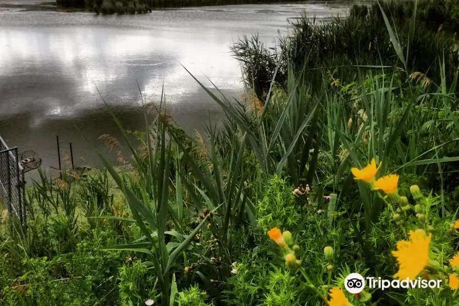 Wawanosh Wetlands Conservation Area