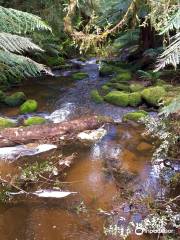 St Columba Falls Track