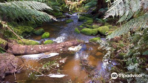 St Columba Falls Track