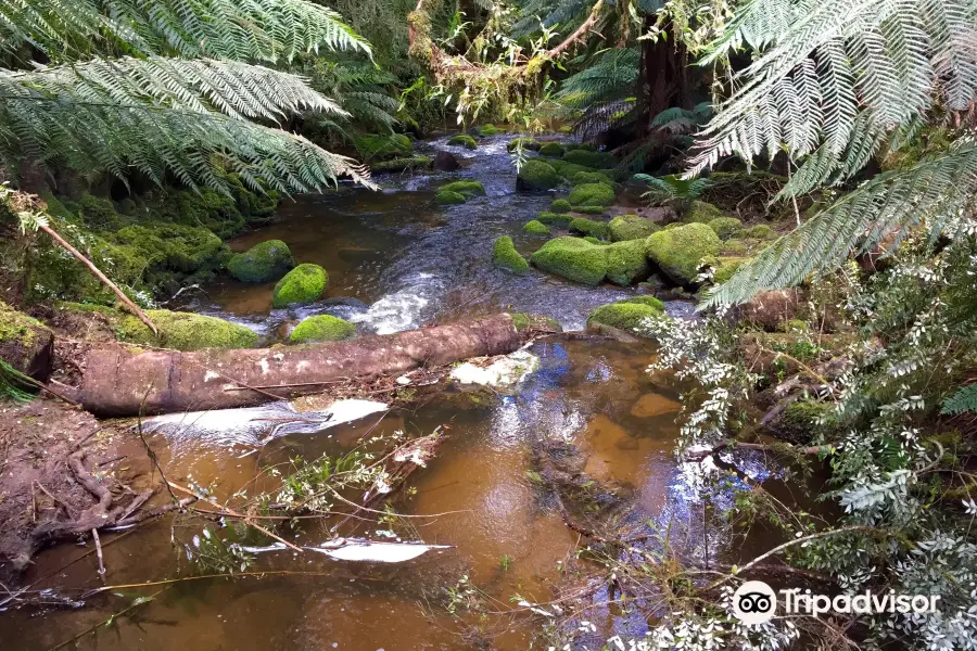 St Columba Falls Track