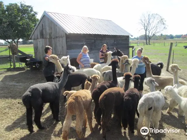 Alpacas of York