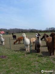 Bay Springs Farm Alpacas, LLC
