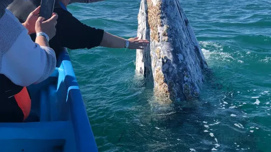 Reserva de la Biósfera del Vizcaíno