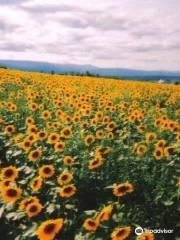 Nayoro Chiebun Sunflower Farm