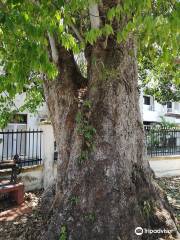 Malaya First Rubber Tree (Kuala Kangsar, Perak)