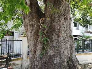 Malaya First Rubber Tree (Kuala Kangsar, Perak)