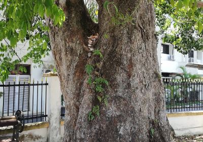 Pokok Getah Pertama Malaya (Kuala Kangsar, Perak)