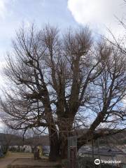 Maidenhair Tree of Sayo