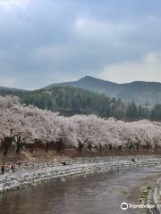 수안보 벚꽃길 (Suanbo Cherry Blossom Road)