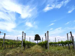 Gambino Vini
