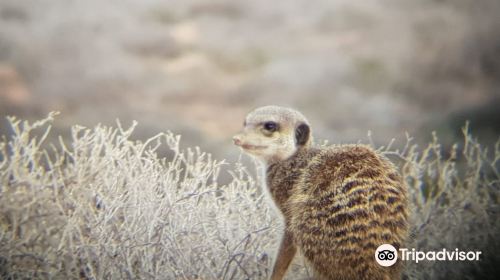 Meerkat Magic