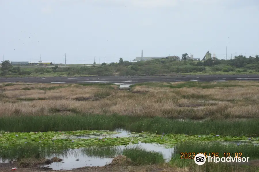 La Brea Pitch Lake