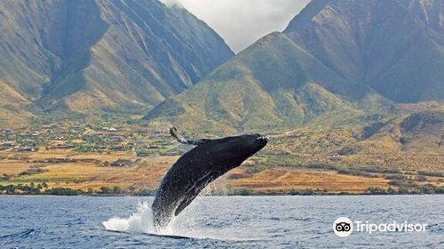 Jean-Michel Cousteau's Ambassadors of the Environment