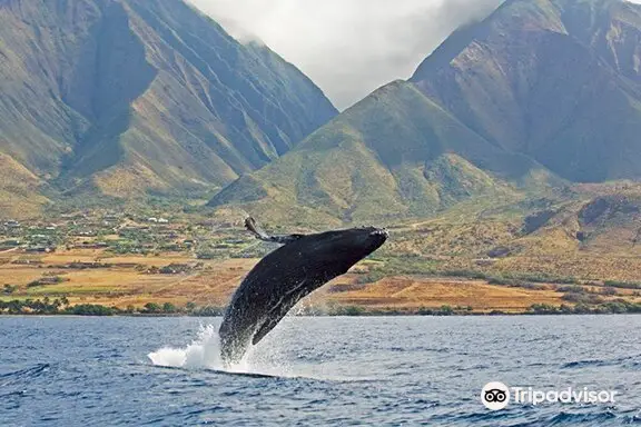 Jean Michele Cousteau's Ambassadors of the Environment