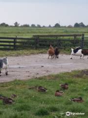 Cheese Farm "Catharina Hoeve"