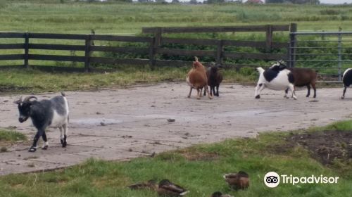 Cheese Farm "Catharina Hoeve"