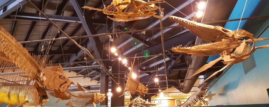 Rocky Mountain Dinosaur Resource Center
