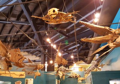 Rocky Mountain Dinosaur Resource Center