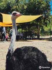 Farma of Rhodes | Petting Zoo