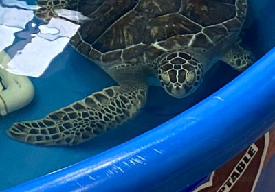 The Karen Beasley Sea Turtle Rescue and Rehabilitation Center