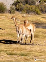 On Safari Atacama