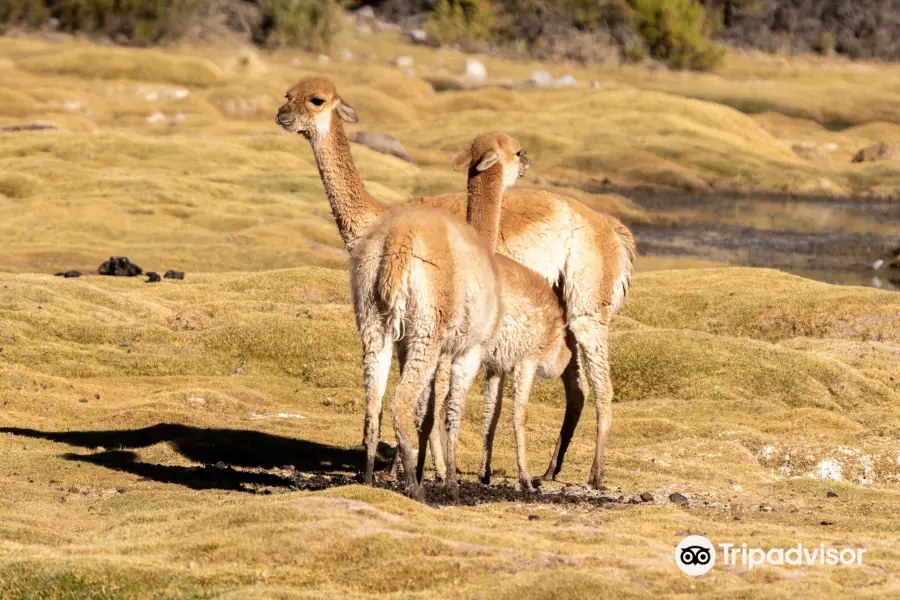 On Safari Atacama