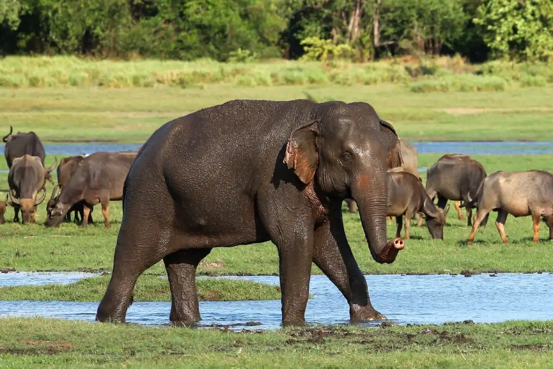 Hotels near Minneriya Tusker Safaris
