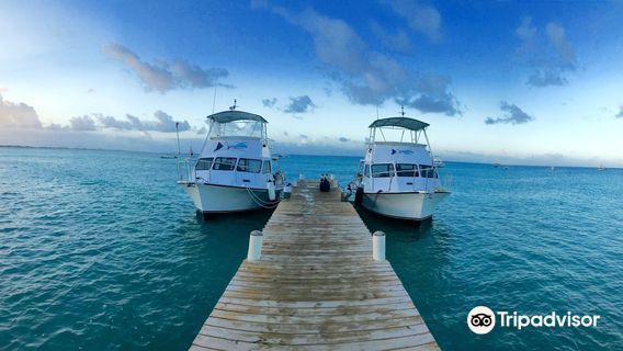 Living The Dream Divers