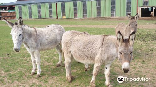 Breeding Doudou