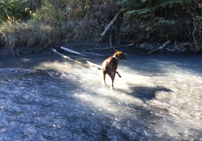 North Fork Eagle River