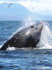 Hebridean Whale Cruises